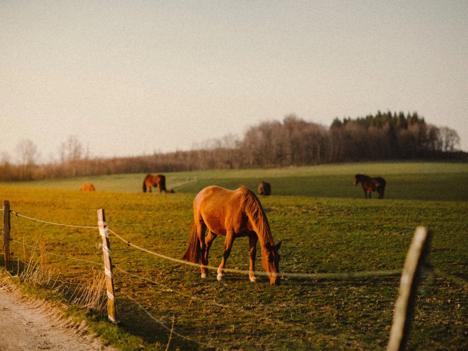 horse farms