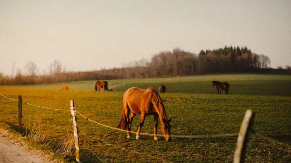 horse farms