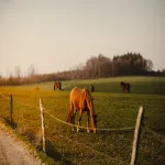 horse farms